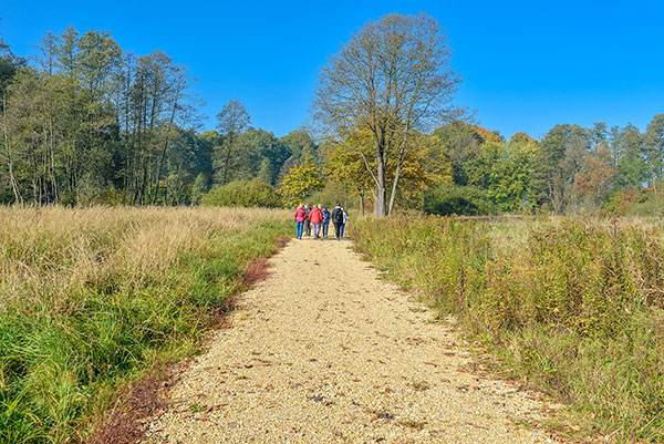 Na zdjęciu widzimy żwirowaną, szeroką drogę parkową, którą idzie grupa osób. Po prawej i lewej rosną gęste trawy, w tle bujne drzewa.